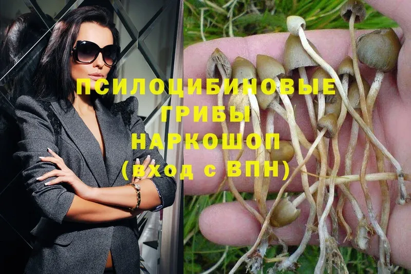 мориарти наркотические препараты  Пучеж  Псилоцибиновые грибы MAGIC MUSHROOMS  купить закладку 